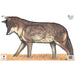 Maple Leaf Official NFAA Animal Target Face (Group 3)-Canada Archery Online